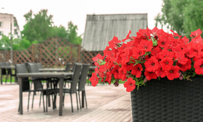 Red petunias in a wicker flowerpot on the background of a street cafe.