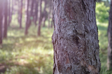 Close up of pine tree in the forest. Detailed bark texture of conifer evergreen tree in the woods. Blurred background, copy space for text. 