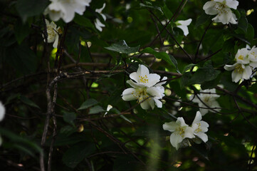 jasmine flowers on the branches