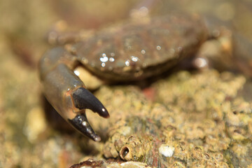Crab on rocks at low tide, gyllyngvase beach, cornwall