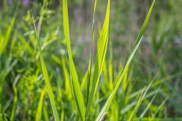 A closeup picture of backlit green grass. Beautiful green colors. All green blurry background. Picture from Scania, southern Sweden.