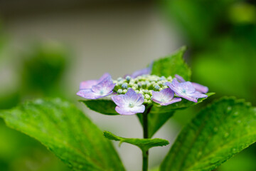 日本の宮城県仙台市「資福寺」に咲く美しい紫陽花