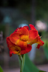 HERMOSAS FLORES DE PRIMAVERA