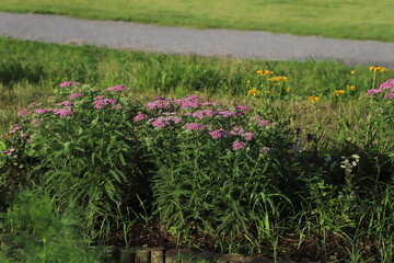 ノコギリソウのピンク色の花