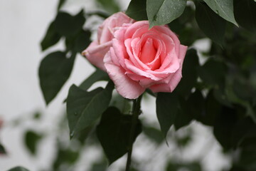 pink rose in the garden