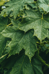 Green maple leaf closeup with rain drops after rain. Fresh leaves of maple tree.