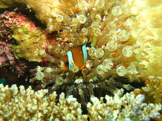 Fototapeta na wymiar aquatic plant and colorful fish under the sea