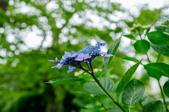 資福寺 Images Browse 191 Stock Photos Vectors And Video Adobe Stock 資福寺 Images Browse 191 Stock Photos Vectors And Video Adobe Stock