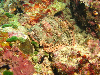 Fototapeta na wymiar aquatic plant and colorful fish under the sea