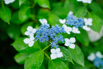 日本の宮城県仙台市「資福寺」に咲く青が美しい紫陽花