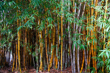 Bamboo grove with golden, grey and brown stems and green leaves.