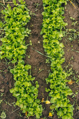 Organic radish seedlings in the vegetable garden.