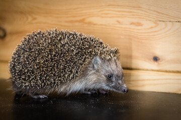 A wild animal on the floor. A small, spiky, clean, little hedgehog.  