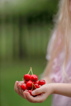 Closeup of a little blond girl holding cherries in her hands