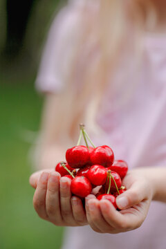 Closeup of a little blond girl holding cherries in her hands