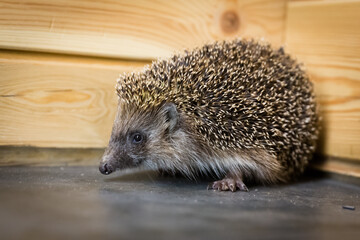 Fototapeta premium A wild animal on the floor. A small, spiky, clean, little hedgehog. 