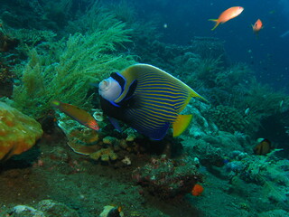 Naklejka na ściany i meble beautiful colorful fish under the sea, marine life