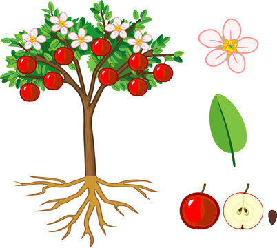 Parts of plant. Morphology of apple tree with fruits, flowers, green leaves and root system isolated on white background