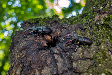 A pair of European stag beetle Lucanus cervus on a tree