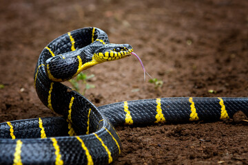 Boiga snake dendrophila yellow ringed ready to attack, Head of Boiga dendrophila, animal closeup