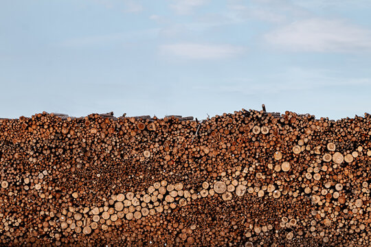 Pine timber stacked at lumber yard. Deforestation. Problems of deforestation