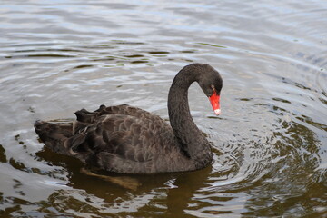Naklejka premium black swan on the lake