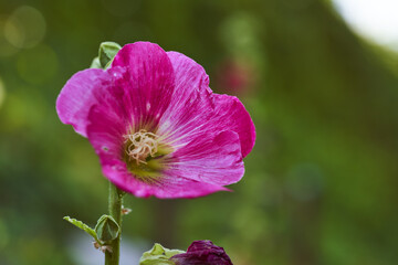 Fototapeta na wymiar Purple flower on a green blurred background. Close-up.