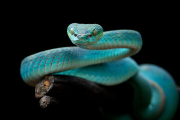 Blue viper snake on branch, viper snake ready to attack, blue insularis, animal closeup