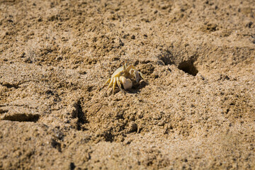 A small wild crab on the beach near desert in United Arabian Emirates is looking for food. Small pretty crab.