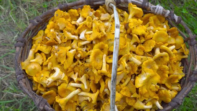 Top view of a variety of raw forest mushrooms in a wicker basket, 360-degree rotation. Chanterelle mushrooms,