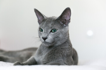Russian blue breed kitten lies on a white bed. Rest and relaxation. Quarantine at home. Isolation for animals during coronavirus.
