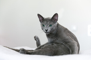 Russian blue breed kitten lies on a white bed. Rest and relaxation. Quarantine at home. Isolation for animals during coronavirus.