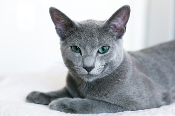 Russian blue breed kitten lies on a white bed. Rest and relaxation. Quarantine at home. Isolation for animals during coronavirus.