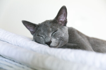 Sleeping russian blue domestic kitten. Cats in Belarus. White background in the bedroom.