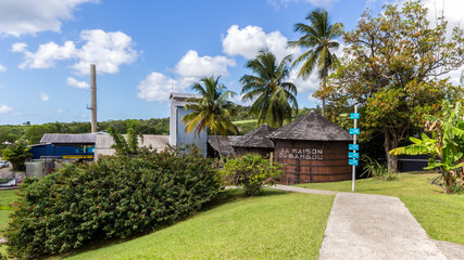 Obraz premium tropical garden with palm trees in Martinique
