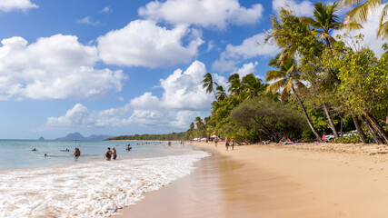 tropical beach with coconut trees in Martinique