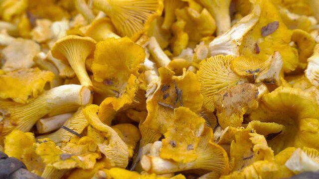 Top view of a variety of raw forest mushrooms in a wicker basket, 360-degree rotation. Chanterelle mushrooms,