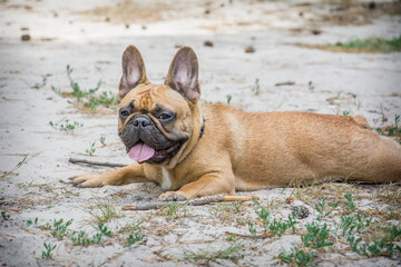 In the summer afternoon in the park, a French bulldog lies on the ground.