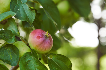 Green apples grow in the summer garden. Green background
