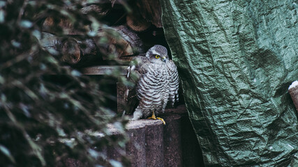Falcon on ground in a garden near wood pile and tarpaulin