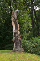 Park Muzakowski (Park von Muskau) near Leknica. UNESCO World Heritage Site. Poland