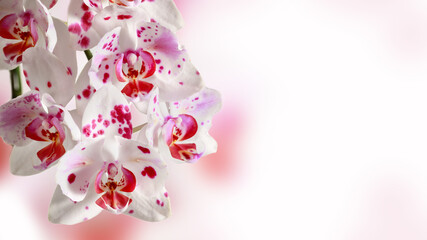 Romantic floral gift card frame with beautiful white pink orchid flowers.