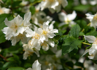 Obraz na płótnie Canvas White jasmine blooms in the garden. Jasmine flower