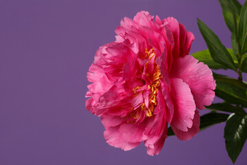 Bright pink peony flower isolated on purple background.