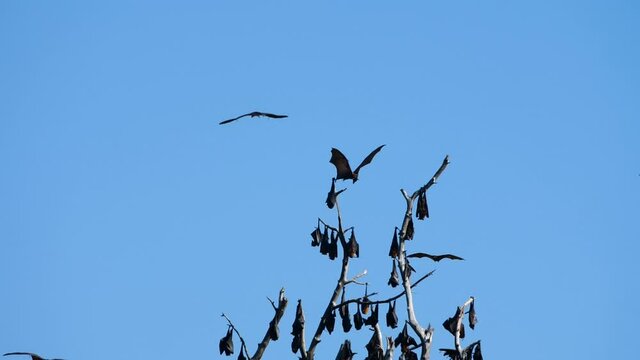 Flying fox bats landing on a tree as others fly past