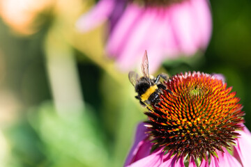 Purple coneflower in the meadow. ( Echinacea purpurea ).