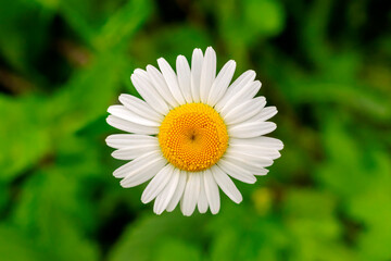 Obraz premium Single chamomile flower on a background of green grass in summer
