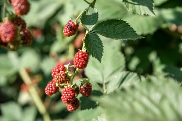 blackberry fruit isolated. blackberries plant