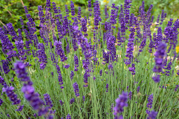 Naklejka premium pole lawendy, nacka, sztokholm, szwecja, sverige