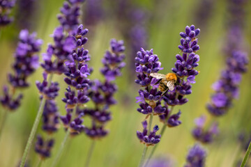 Fototapeta premium lavender flowers close up, nacka, stockholm, sweden, sverige